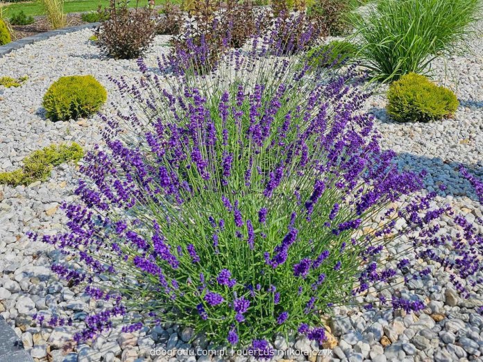 Lawenda Essence Purple